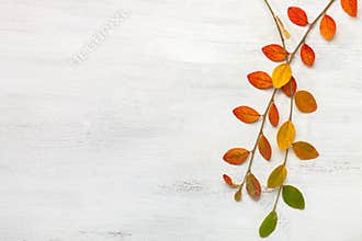 Two branches with colorful autumn leaves on a white shabby wooden background. Flat lay