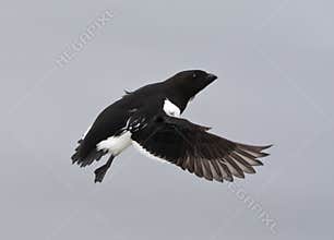 Kleine Alk, Little Auk, Alle alle
