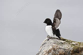 Kleine Alk, Little Auk, Alle alle