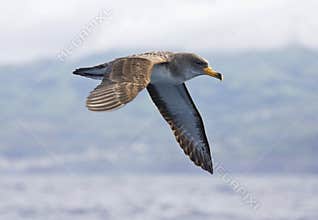 Kuhls pijlstormvogel, Cory's Shearwater, Calonectris diomedea