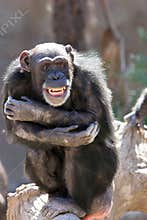 Monkey laughing and grinning at crowds at the zoo
