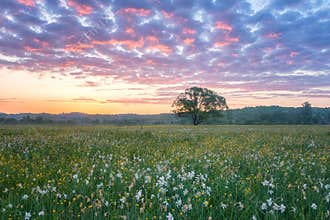 Beautiful sunrise in the flowering valley, scenic landscape with wild growing flowers and color cloudy sky
