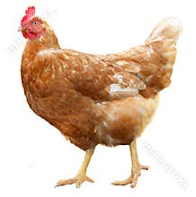 Beautiful Brown hen isolated on white background.