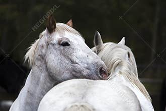 Two white horses nuzzling, Wyoming