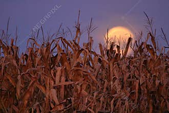 Harvest Moon