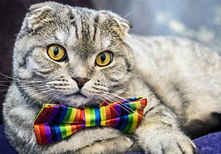 fold cat in a tie butterfly rainbow colors