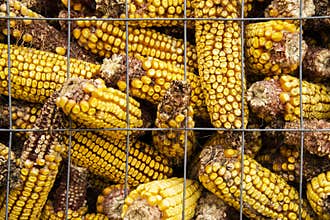 Corn-crib