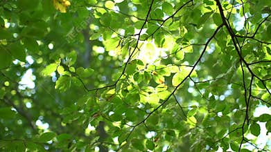 Festival of colorful forest tree and green leaves glowing in sunlight