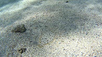 Moses sole flatfish in tropical sea on sandy seabed