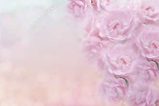 Soft pink roses flower in vintage color background for valentine or wedding card