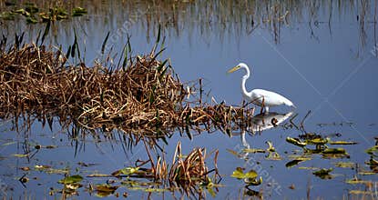 Florida Crane