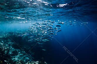 Wildlife world in underwater with school fish in ocean at coral reef