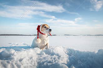 White jack russel terrier puppy in stylish red santa hat