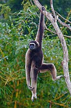 Hang about
