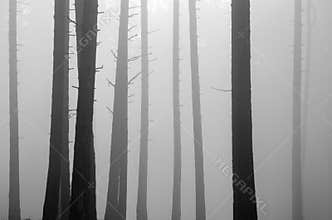 Forest in fog - black and white mood