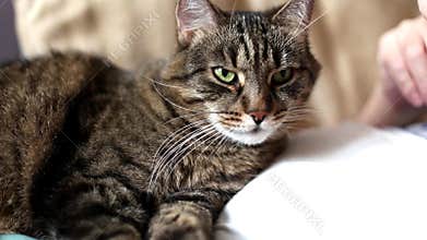 cute gray domestic cat is lying on the chest of the owner