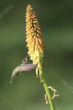 Hummingbird Feeding on Red Hot Poker Flower