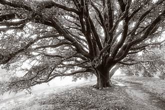 Giant Oak Tree
