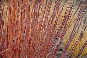 Is native to prairies and woods from Maine to Alberta and Idaho, and south to Florida and Arizona. Deer resistant. Native meadows,