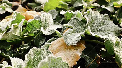 Frost on the leaves of winter rapeseed. Leaves of winter rape. Green leaf of winter rape. Snow on a green leaves of rape