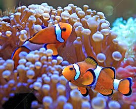 Clown fish