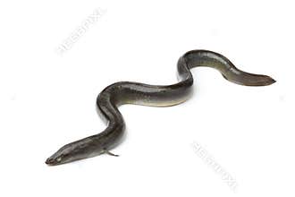 Single fresh European eel