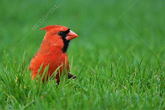 Red Male Northern Cardinal In Grass