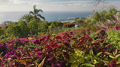 Rich flora in botanical garden of Madeira island