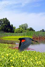 Red Wing Blackbird in Flight