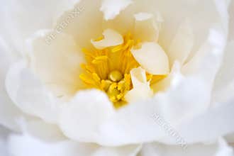 Delicate white flower bloom