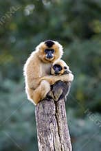 Yellow Cheeked Gibbon monkey, mother with child in the forest