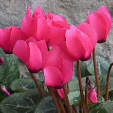 The nice colorful cyclamen spring flowers close up