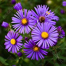 Purple Asters with Yellow Centers