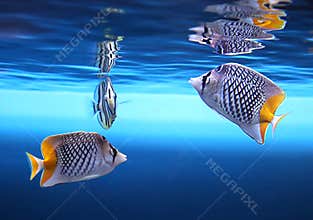 Tropical fishes