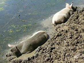 Mud baths