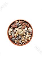 Small Lithops birth