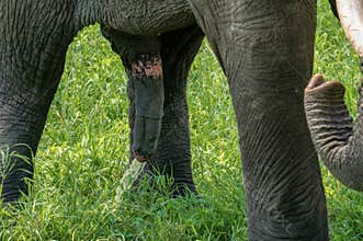 Elephant taking pee. Close up Detailed Shot