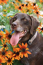 Smiling dog model posing around bright orange and yellow flowers
