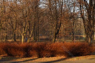 Generic vegetation in Park Slaski in Chorzow, Poland, o a sunny winter day