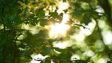 Rich green leaves of a tree waving in wind