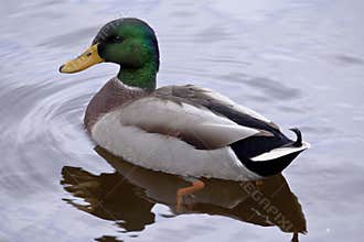 Duck