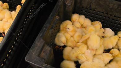 Daily chickens are a lot of broilers. Selective focus.