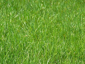 Fresh grass