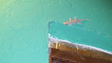 A Gecko Crawls on a Wall in a Tropical Bungalow at Night, Africa, Zanzibar