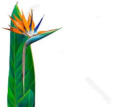 Colorful long stem bird of paradise flower and leaf