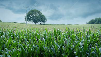Corn Field Cloudy Rural Landscape