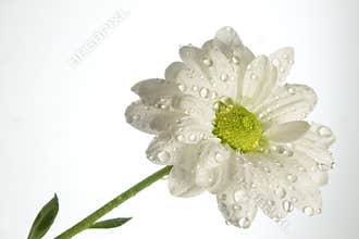 White flower