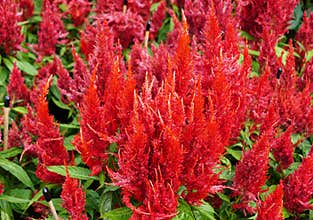 The bright red color of Celosia Argentea `Century Fire`, also known as Cockscomb