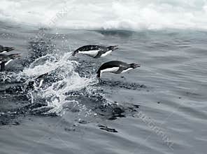 Jumping penguins