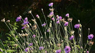 Blooming everlasting plant immortelle, Xeranthemum annuum